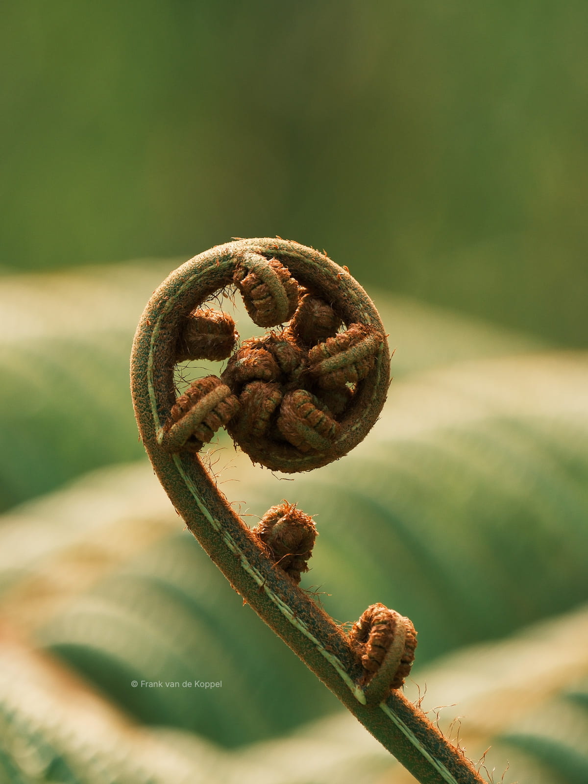 Greens – Natural beauty