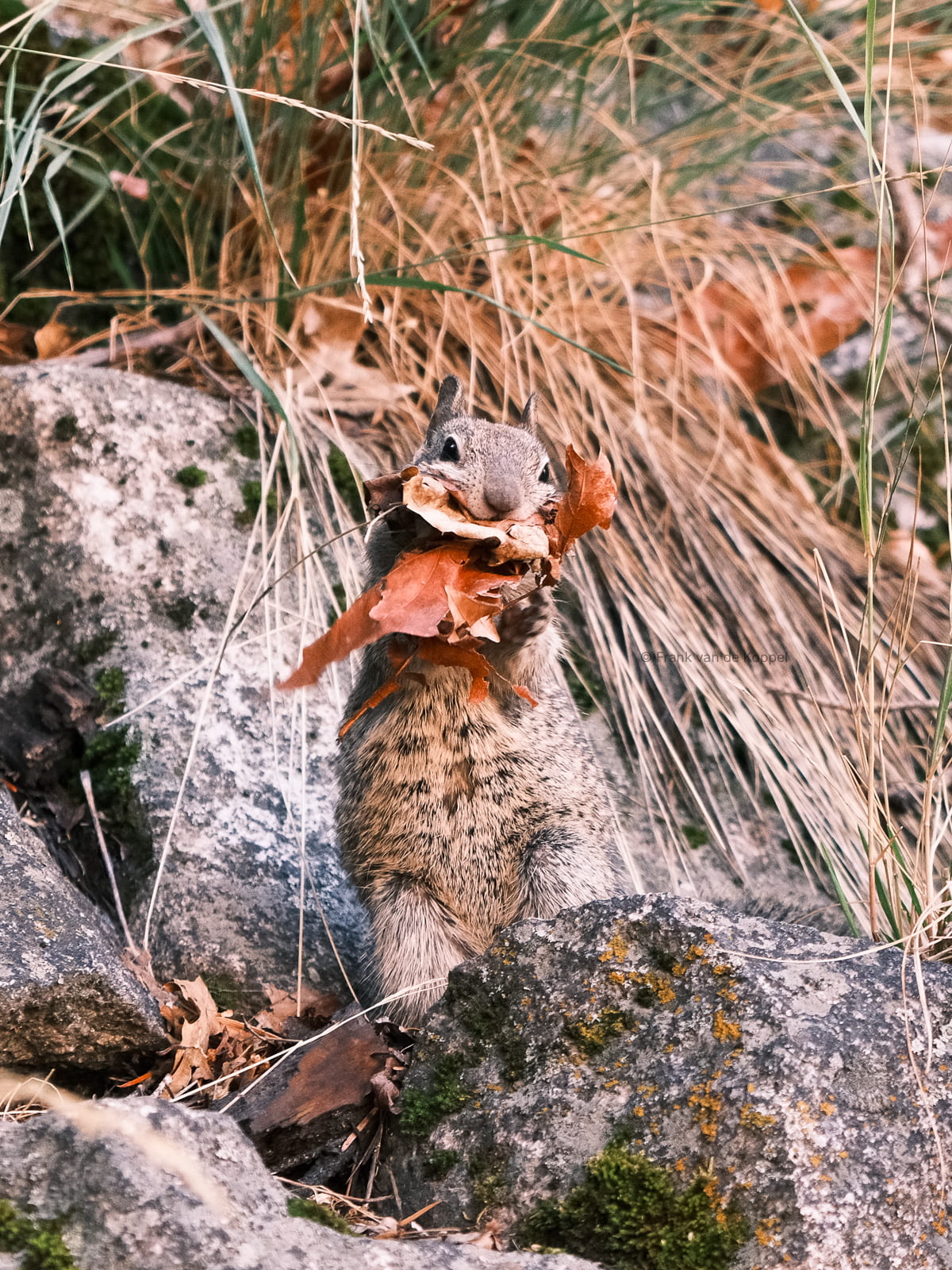 Critters – The little ones